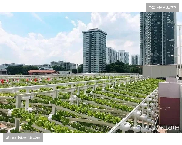 打造中超菜地城市农场 让美味绿菜在城中绽放活力与新鲜 打造中超菜地城市农场 让美味绿菜在城中绽放活力与新鲜